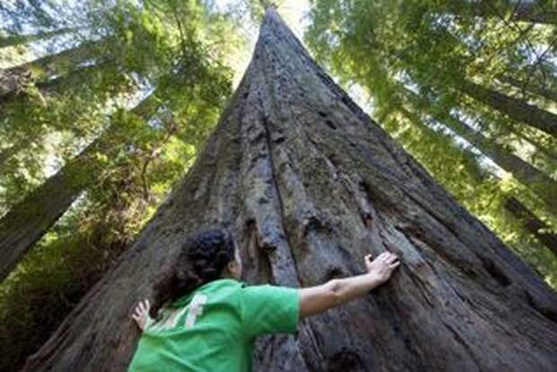 OD 1110 USA Kalifornien California Redwood 0g (jpg)