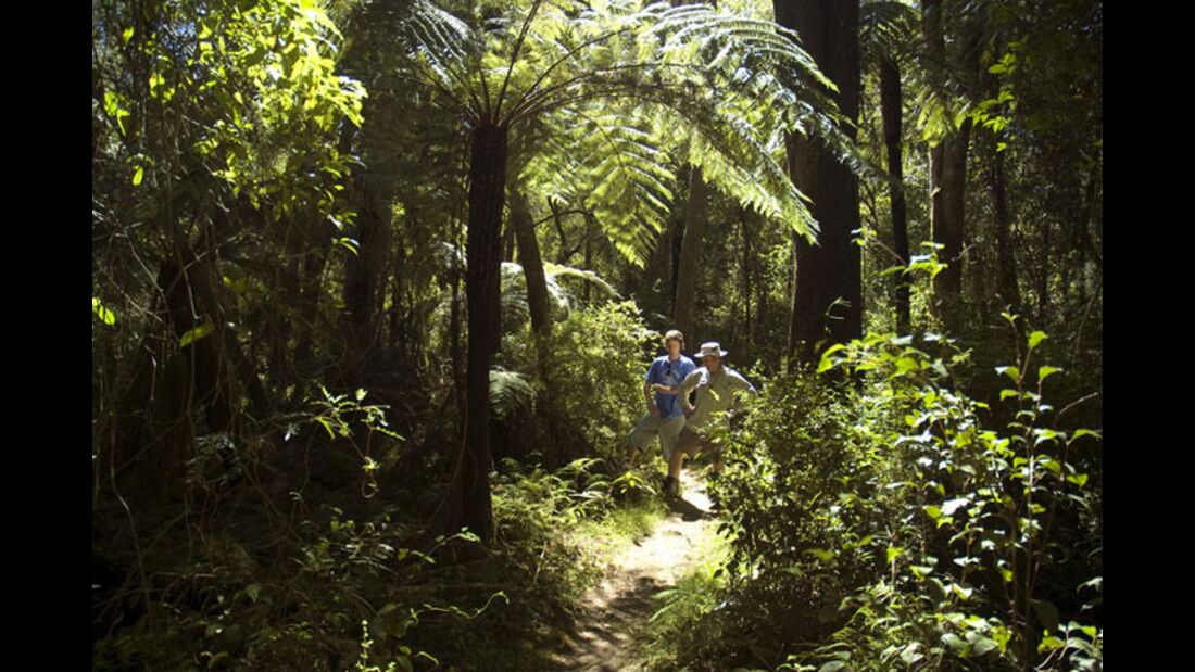 OD 2011 Australien Dschungel (jpg)