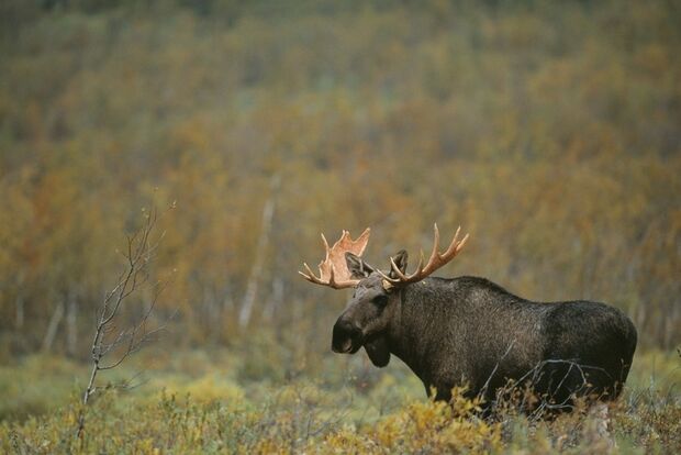 OD-2013-Skandinavien-Schweden-Sarek Elch Moose Natur Fjell