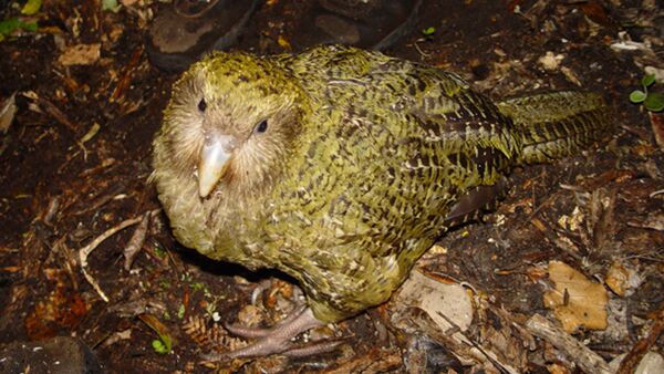 OD 2014 Kakapo Vögel Natur Neuseeland