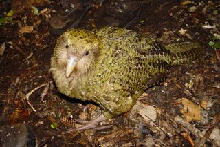 OD 2014 Kakapo Vögel Natur Neuseeland