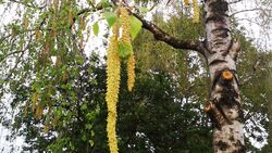 OD-2014-Natur Baum Birke Pollen Heuschnupfen Allergie Frühling Blüte