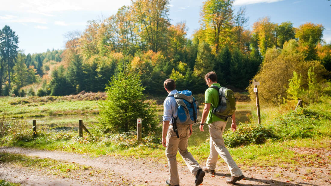 Im Pfälzerwald Wandern auf dem Pfälzer Waldpfad