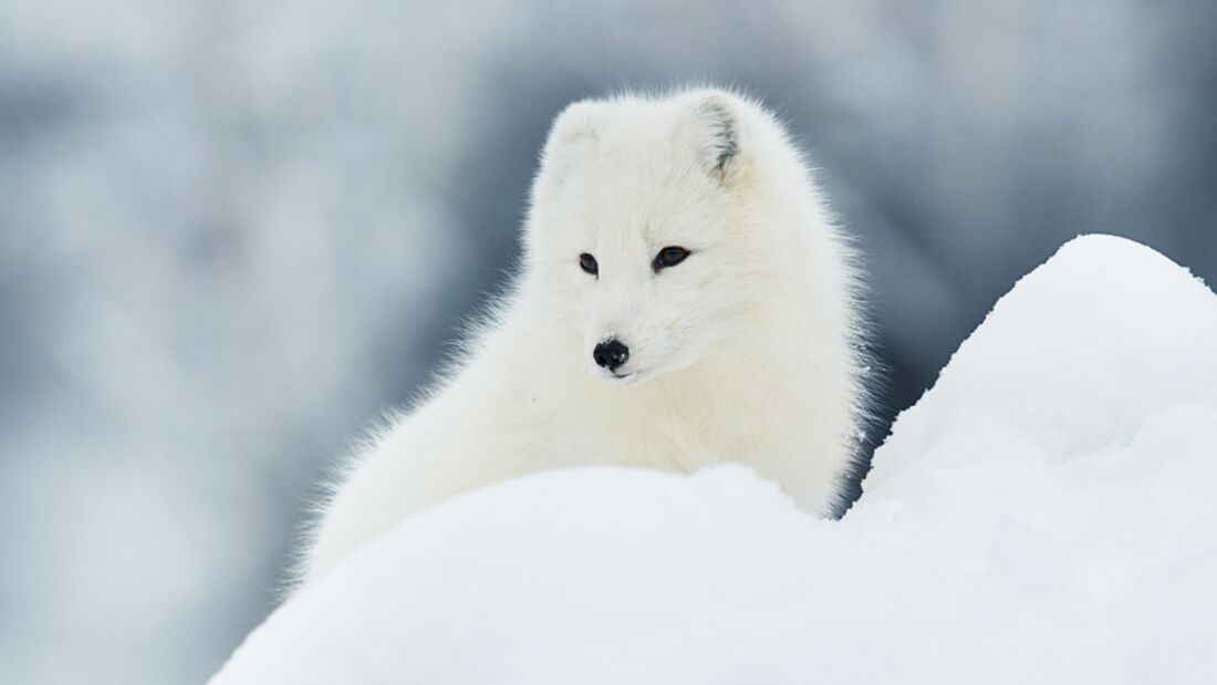 OD 2015 Fjällräven Polarfuchs Aktion Tiere