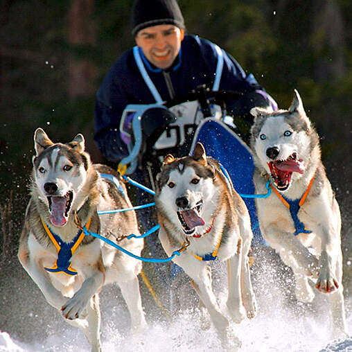 OD 2016 Bayern Winter Special Impressionen hundeschlitten