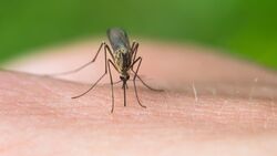 OD 2016 Stechmücke Mücken Fliegen Insekten Moskito Sommer Tropen