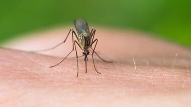 OD 2016 Stechmücke Mücken Fliegen Insekten Moskito Sommer Tropen