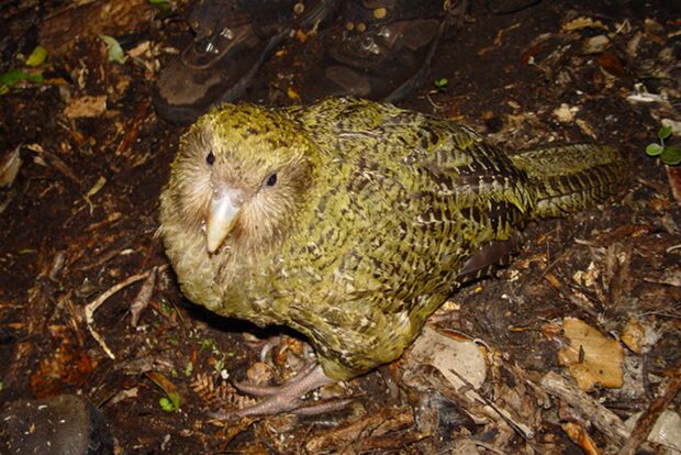 OD 2016 lautesten tiere der welt kakapo