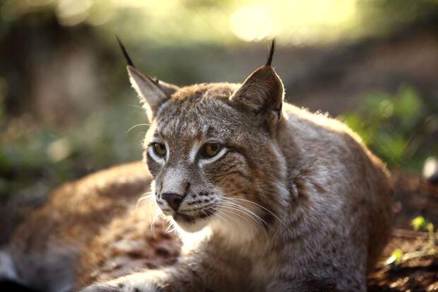 OD 2018 Luchs Natur Wald Tiere