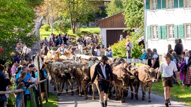 OD 2018 Pfronten Allgäu Almabtrieb Viehscheid Tradition Fest Event
