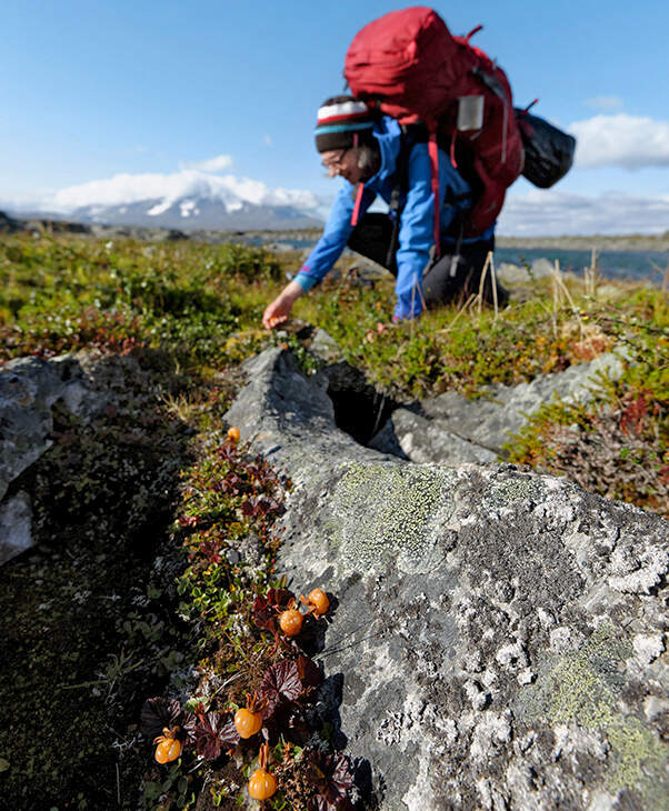 OD 2018 Tamron Fotoschule Teil 3 Beeren Norwegen Berg Trekking