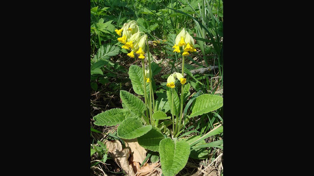 OD 2019 Wiesenschlüsselblume essbare Pflanzen Fauna Natur Blumen