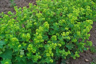 OD 2019 Wikimedia Frauenmantel essbare Pflanze Alchemilla vulgaris