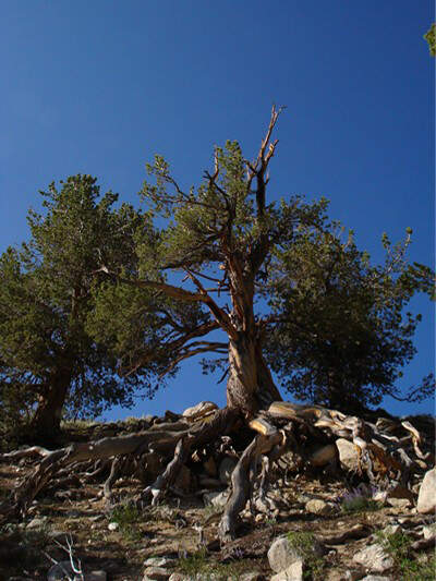 OD-7.17oldtree (jpg)