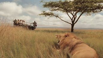 OD Afrika Südafrika Löwe Tiere Video-Teaser