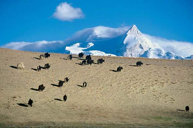 OD Die letzten Abenteuer der Erde: China - durch den Sand der Wüste Gobi
