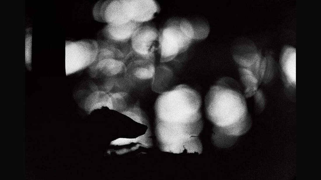 OD_GDT_2012_Florent_Cardinaux_dachs (jpg)