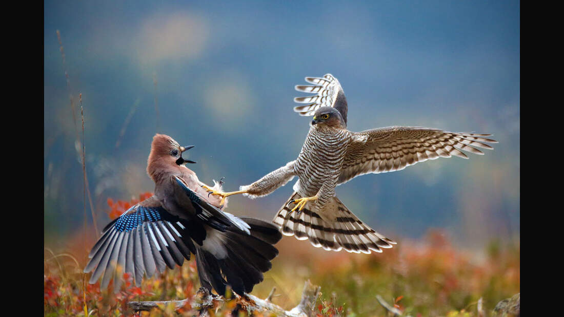 OD_GDT_2013_K1_03_Pal_Hermansen_Angriff-Attack (jpg)