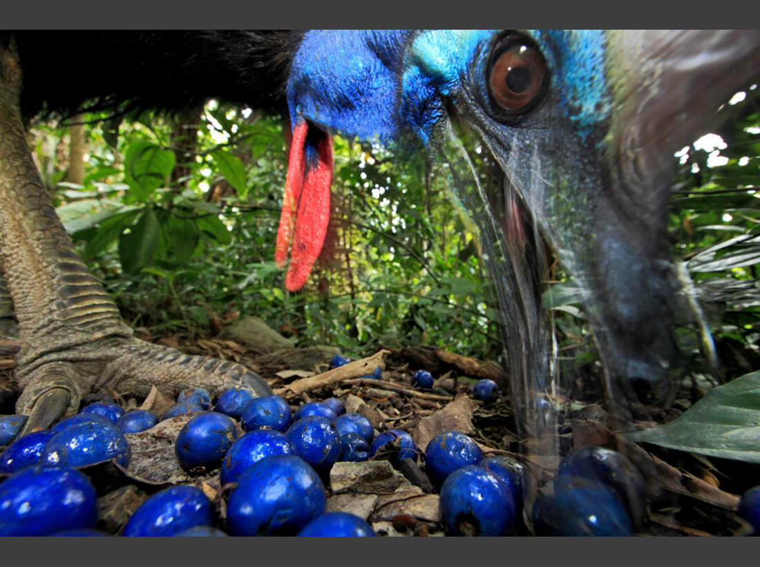 OD_GDT_2013_K1_10_Christian_Ziegler_Gaertner_des_Regenwaldes-Gardener_of_the_rainforest (jpg)