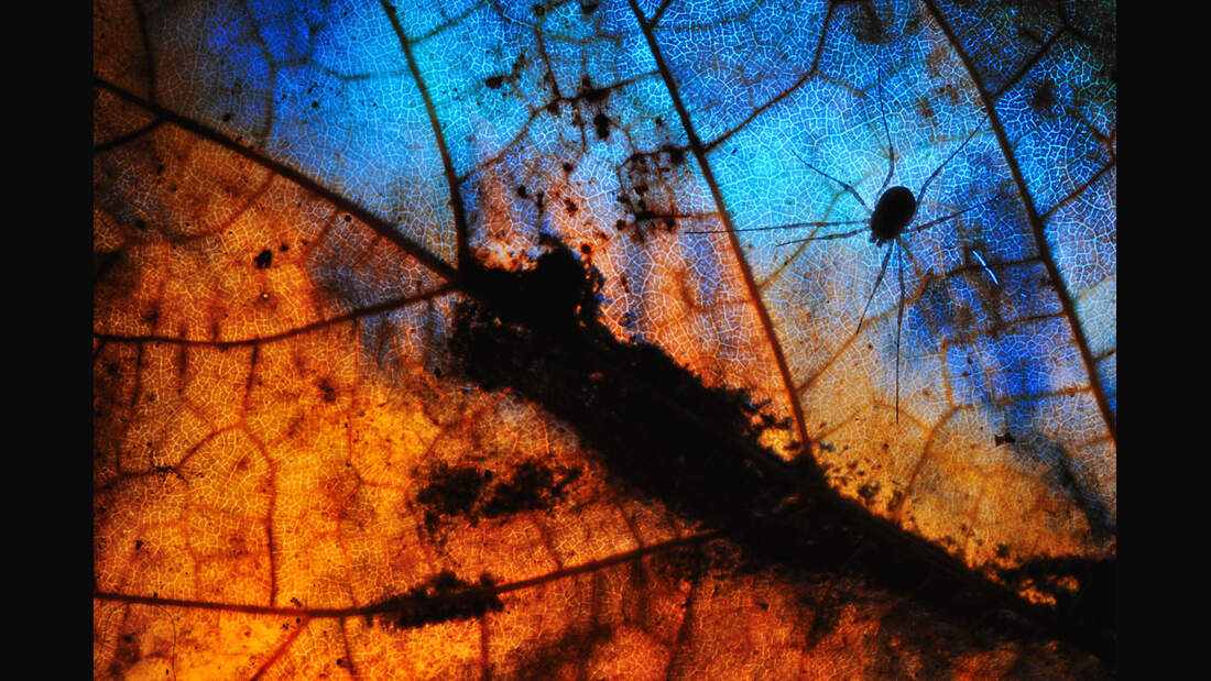 OD_GDT_2013_K3_04_Marco_Colombo_Brennendes_Blatt-Burning_leaf (jpg)
