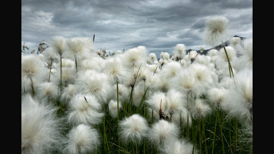 OD_GDT_2013_K4_05_Luciano_Gaudenzio_Baumwollfeld_unter_islaendischem_Himmel-Cotton_field_under_Icelandic_sky (jpg)