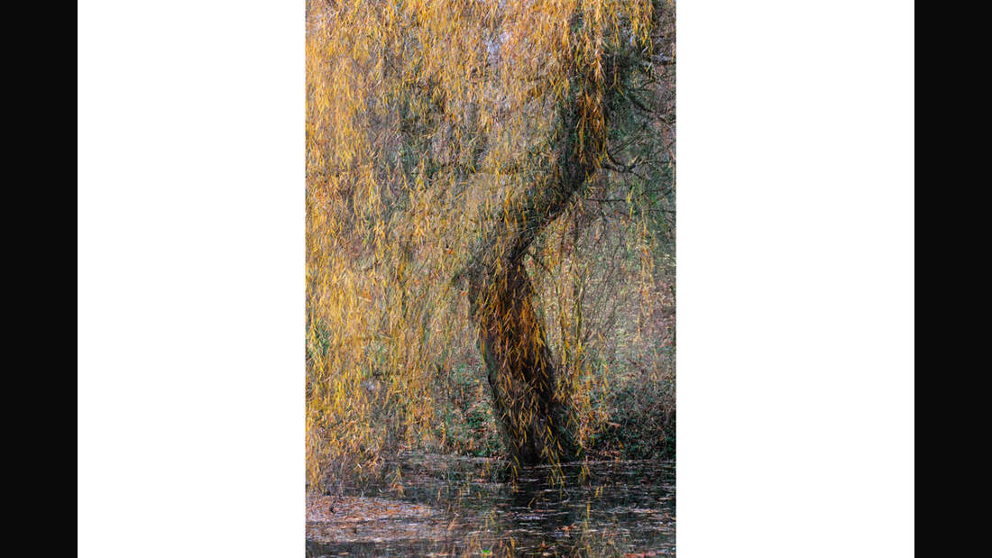 OD_GDT_2013_K4_08_Dorottya_Geczy_Alte_Trauerweide-Old_willow (jpg)
