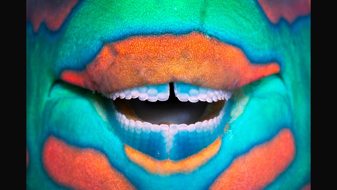 OD_GDT_2013_K6_03_Franco_Banfi_Ein_Laecheln-Smile (jpg)