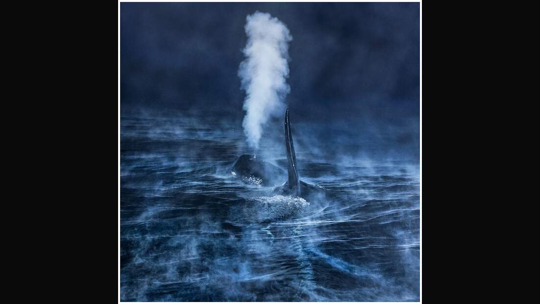 OD GDT Eurpaeischer Naturfotograf des Jahres 2016 Gesamtsieger_Audun_Rikardsen_Das_Festmahl_im_Polarwinter (jpg)