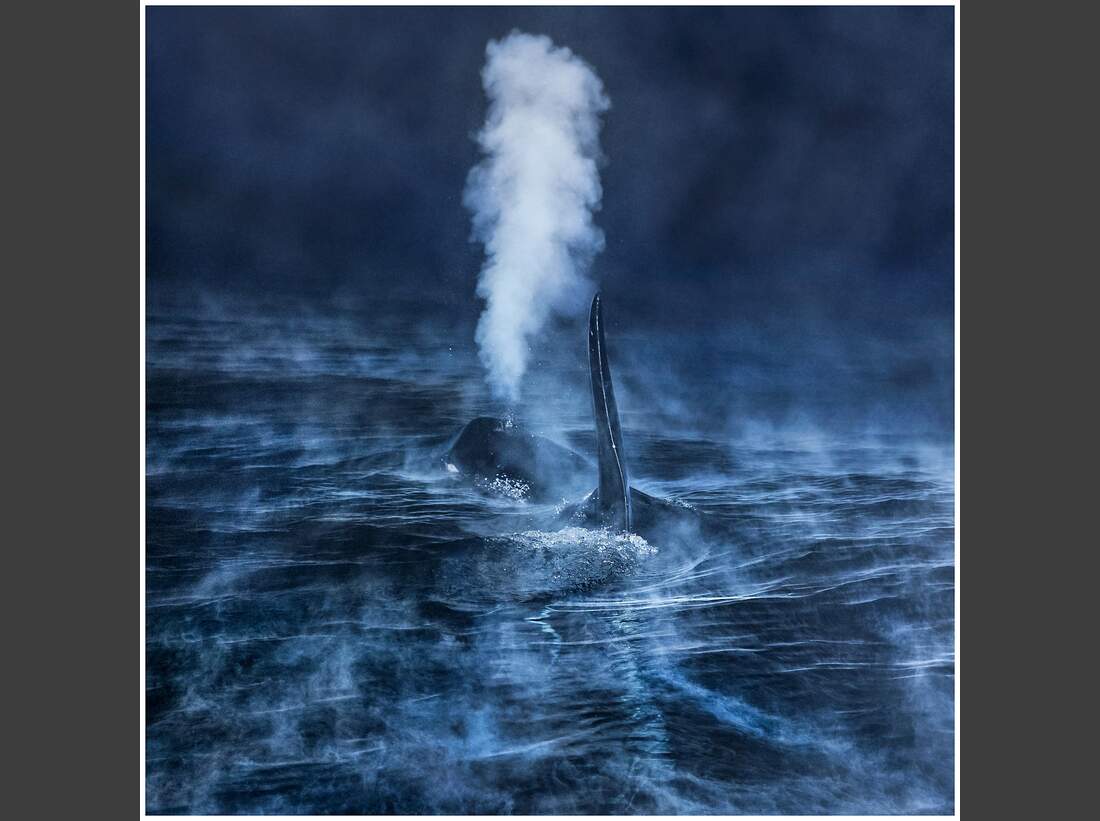 OD GDT Eurpaeischer Naturfotograf des Jahres 2016 Gesamtsieger_Audun_Rikardsen_Das_Festmahl_im_Polarwinter (jpg)