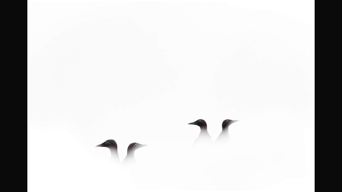 OD GDT Eurpaeischer Naturfotograf des Jahres 2016 K1_02_Jon_A_Juarez_Garcia_Paare (jpg)