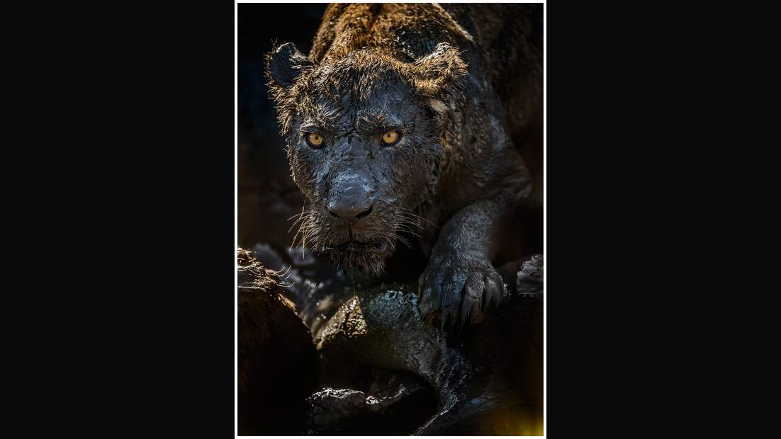 OD GDT Eurpaeischer Naturfotograf des Jahres 2016 K2_01_David_Lloyd_Grosse_Katze_im_Schlammbad (jpg)