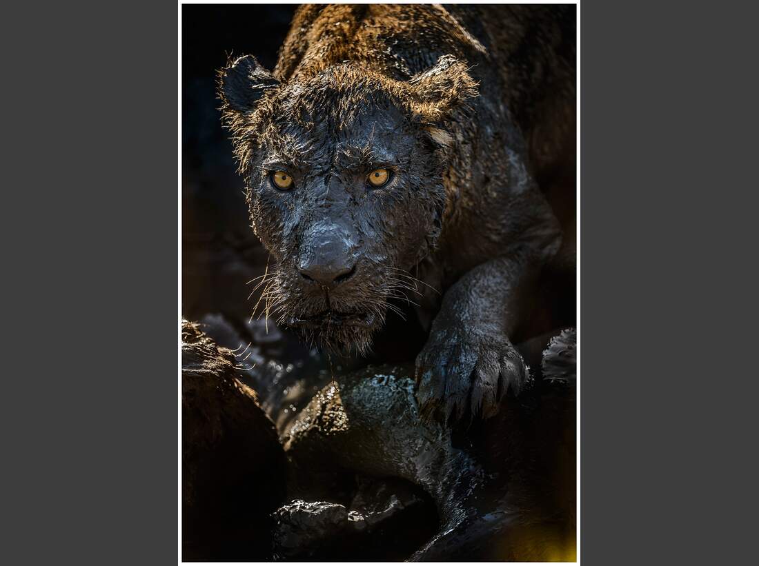 OD GDT Eurpaeischer Naturfotograf des Jahres 2016 K2_01_David_Lloyd_Grosse_Katze_im_Schlammbad (jpg)