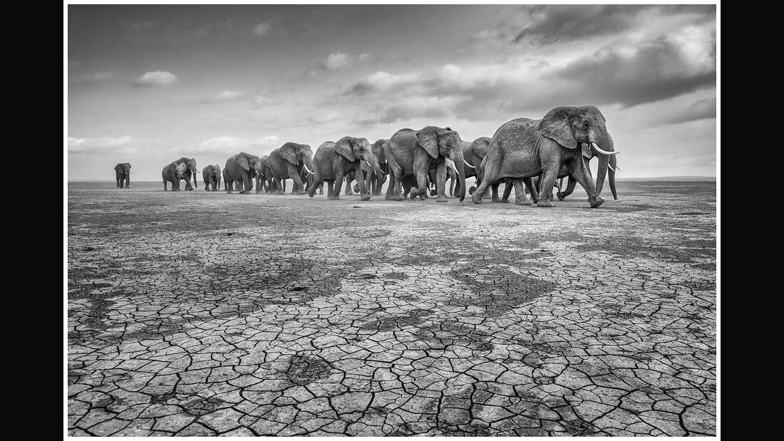 OD GDT Eurpaeischer Naturfotograf des Jahres 2016 K2_02_Federico_Veronesi_Elefanten_auf_ausgedoerrtem_Grund (jpg)