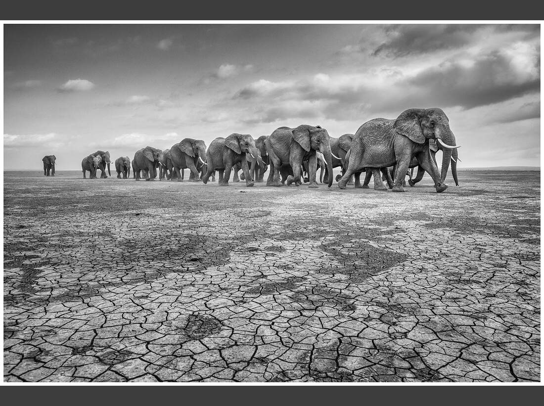 OD GDT Eurpaeischer Naturfotograf des Jahres 2016 K2_02_Federico_Veronesi_Elefanten_auf_ausgedoerrtem_Grund (jpg)