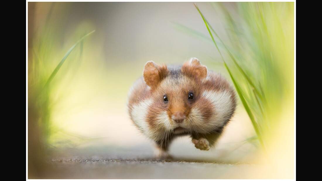 OD GDT Eurpaeischer Naturfotograf des Jahres 2016 K2_03_Christoph_Kaula_Hastiger_Hamster (jpg)