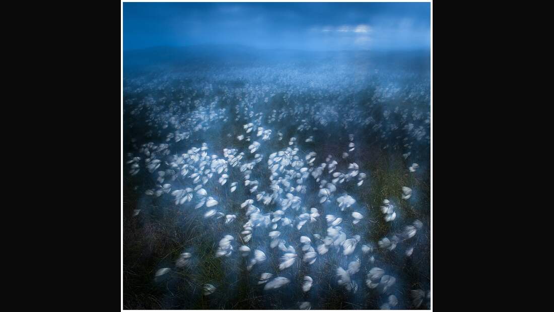 OD GDT Eurpaeischer Naturfotograf des Jahres 2016 K4_02_Dag_Rottereng_Wollgras_im_Mitternachtswind (jpg)