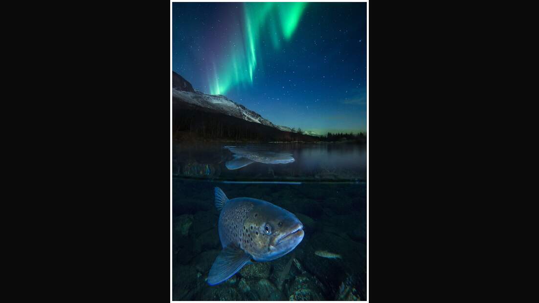 OD GDT Eurpaeischer Naturfotograf des Jahres 2016 K6_01_Audun_Rikardsen_Meerforelle_unter_Polarlicht (jpg)