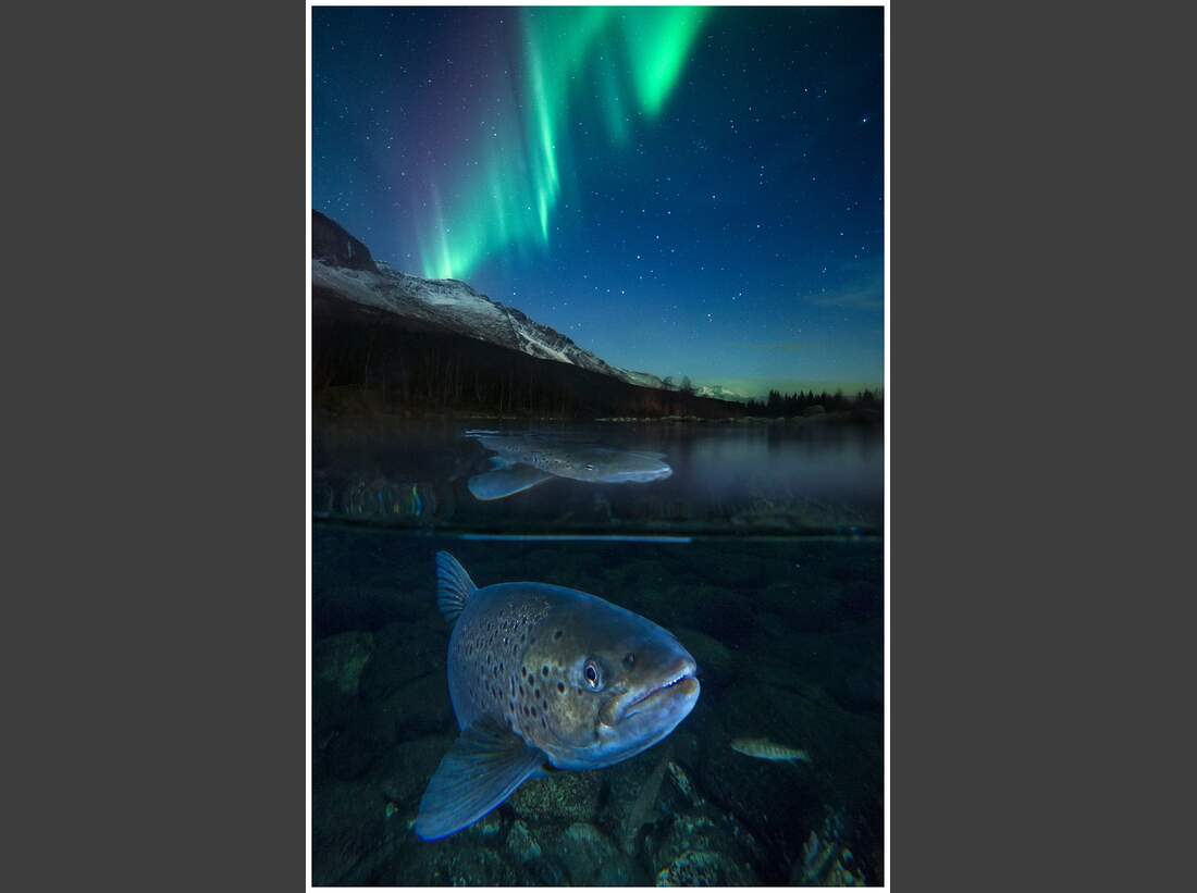 OD GDT Eurpaeischer Naturfotograf des Jahres 2016 K6_01_Audun_Rikardsen_Meerforelle_unter_Polarlicht (jpg)