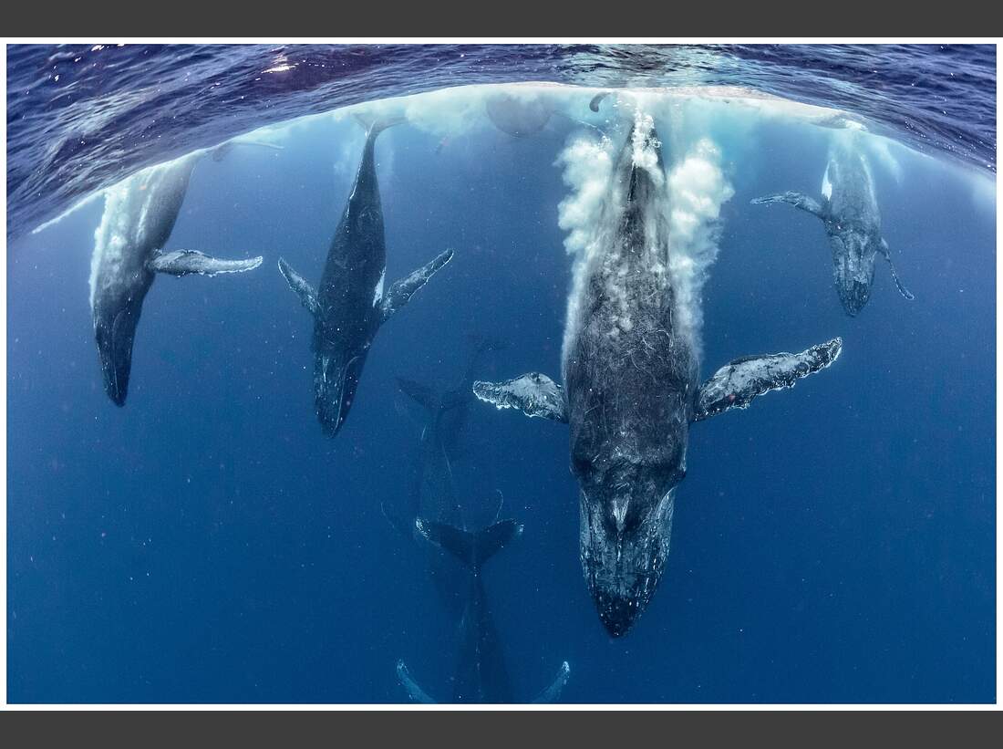 OD GDT Eurpaeischer Naturfotograf des Jahres 2016 K6_02_Cristobal_Serrano_Unterwasserballett (jpg)