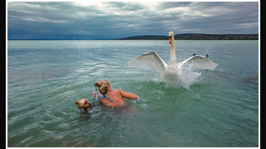 OD GDT Eurpaeischer Naturfotograf des Jahres 2016 K7_02_Ilona_Szabo_Natuerlicher_Instinkt (jpg)
