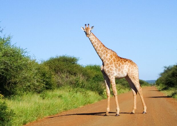 OD Giraffe in Südafrika