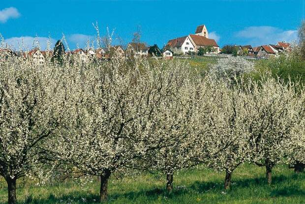 OD Markgräfler Land