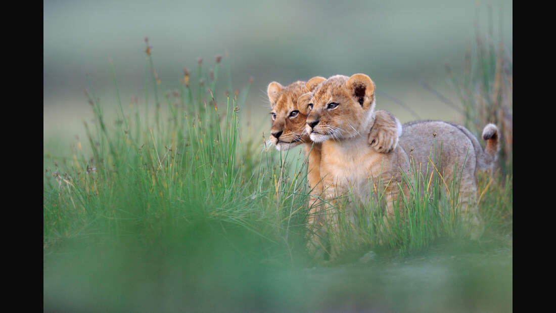 OD-Naturfotograf-2011-Gregoire-Bouguereau-Kleine-Komplizen (jpg)