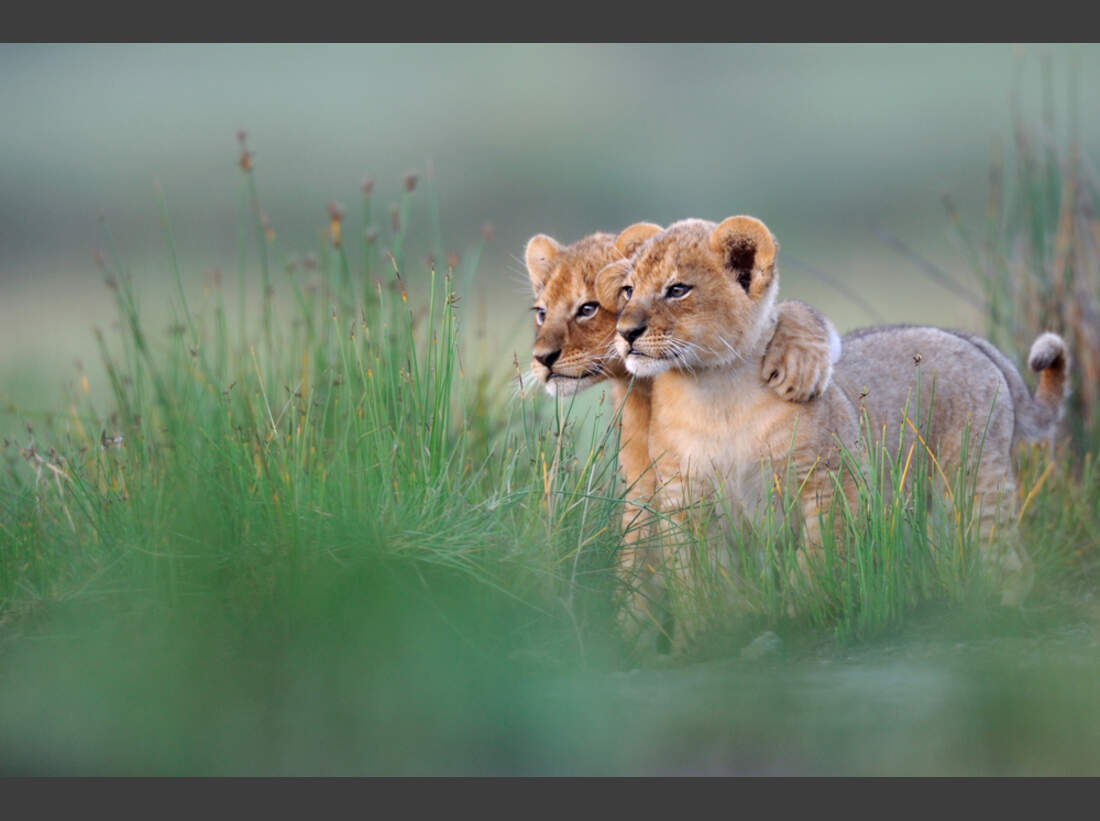 OD-Naturfotograf-2011-Gregoire-Bouguereau-Kleine-Komplizen (jpg)