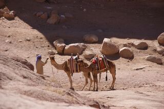 OD Orient - Wüste - Kamel