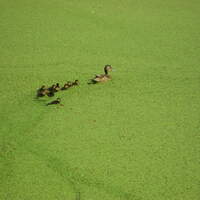 OD_Sommerfotos2008_Boehme-Rosi_Enten (jpg)