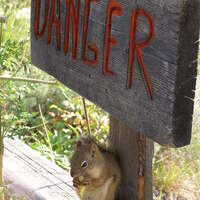 OD_Sommerfotos2008_Ditmar-Heidrun_Eichhörnchen