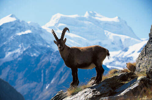 OD Steinbock