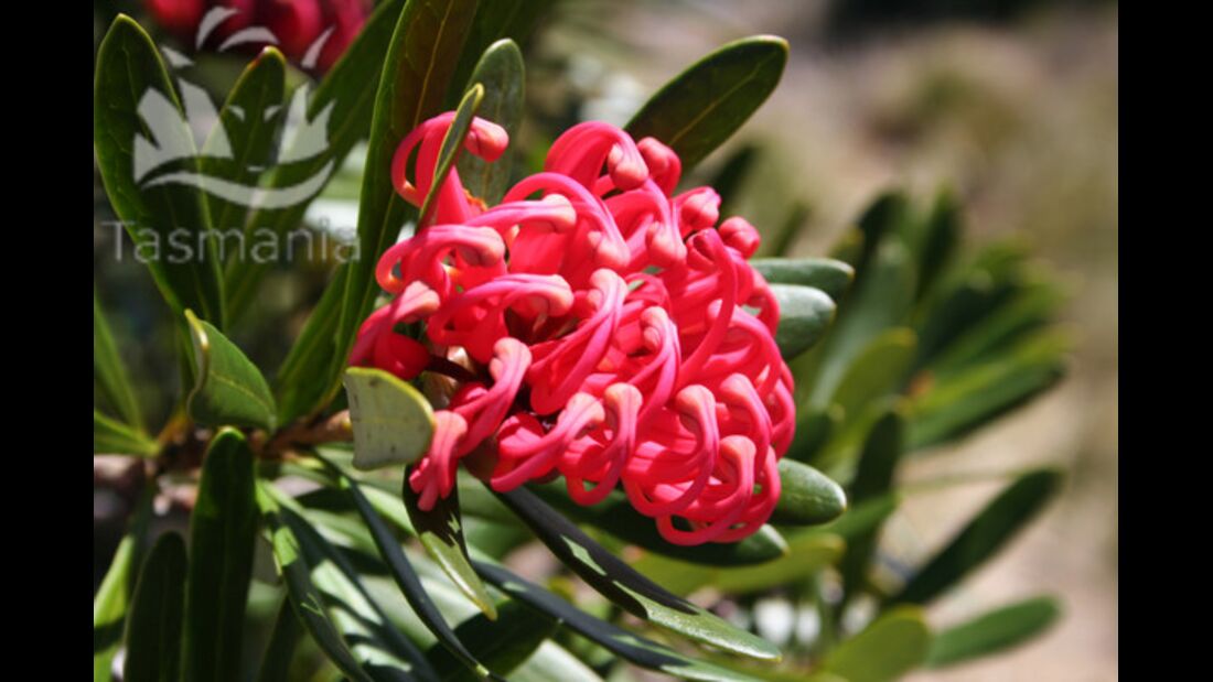 OD Tasmanien Blume