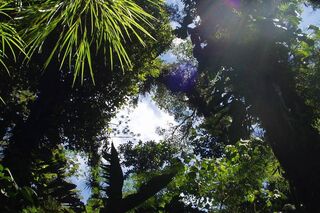 OD Tropen Reise Regenwald Dschungel